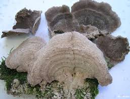 Attēlu rezultāti vaicājumam “Trichaptum biforme”