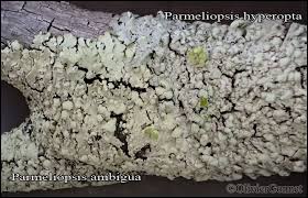 Attēlu rezultāti vaicājumam “Parmeliopsis ambigua”