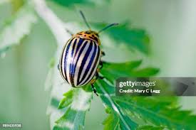 Attēlu rezultāti vaicājumam “Leptinotarsa decemlineata”