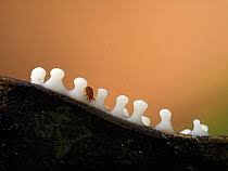 Attēlu rezultāti vaicājumam “Didymium squamulosum stalked”