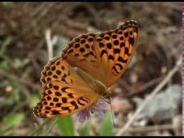Attēlu rezultāti vaicājumam “Argynnis adippe female”