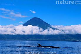 Image result for Balaenoptera borealis