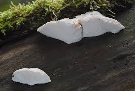 Attēlu rezultāti vaicājumam “Postia tephroleucus”