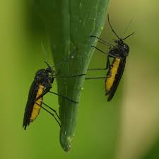 Attēlu rezultāti vaicājumam “Sciara analis”