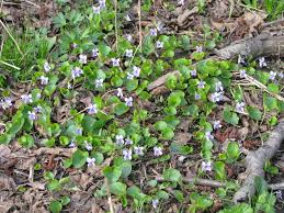 Attēlu rezultāti vaicājumam “Viola epipsila flower”