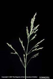 Attēlu rezultāti vaicājumam “Poa palustris”