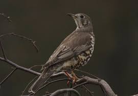 Attēlu rezultāti vaicājumam “Turdus viscivorus adult”