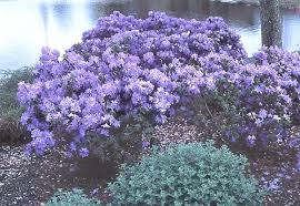 Attēlu rezultāti vaicājumam “rhododendron”