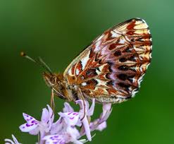 Attēlu rezultāti vaicājumam “Boloria titania”