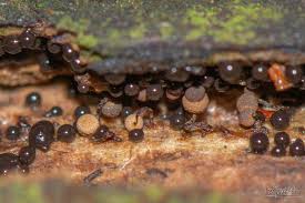 Attēlu rezultāti vaicājumam “Cribraria intricata young”