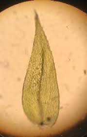 Attēlu rezultāti vaicājumam “Brachythecium rutabulum”