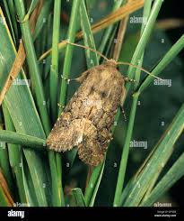 Attēlu rezultāti vaicājumam “Euxoa nigricans”