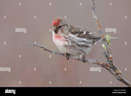 Attēlu rezultāti vaicājumam “Carduelis flammea male”