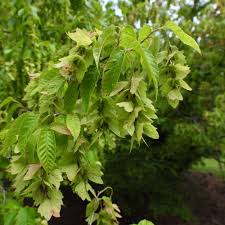 Attēlu rezultāti vaicājumam “Carpinus”