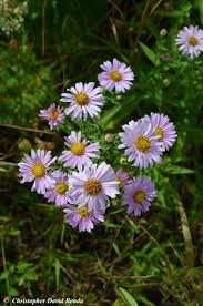 Attēlu rezultāti vaicājumam “Symphyotrichum x salignum flower”