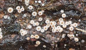 Attēlu rezultāti vaicājumam “Lachnum corticale”