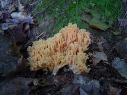 Attēlu rezultāti vaicājumam “Ramaria formosa”