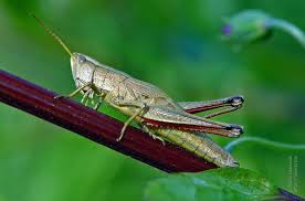 Attēlu rezultāti vaicājumam “Chrysochraon dispar”