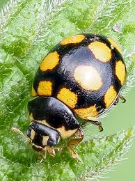 Attēlu rezultāti vaicājumam “Coccinula quatuordecimpustulata”