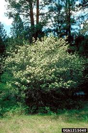 Attēlu rezultāti vaicājumam “Crataegus douglasii”