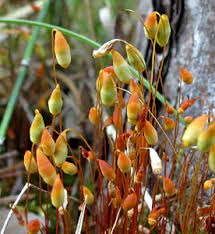 Attēlu rezultāti vaicājumam “Pohlia nutans sporophyte”
