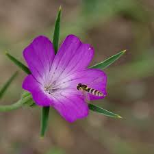 Image result for Kornrade