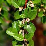 Attēlu rezultāti vaicājumam “Cotoneaster divaricatus fruit”