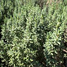 Attēlu rezultāti vaicājumam “Thymus vulgaris leaf”