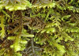 Attēlu rezultāti vaicājumam “Porella platyphylla macro”