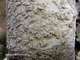 Attēlu rezultāti vaicājumam “Lecanora albella”