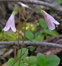 Attēlu rezultāti vaicājumam “Linnaea borealis”