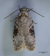 Attēlu rezultāti vaicājumam “Agonopterix alstromeriana”