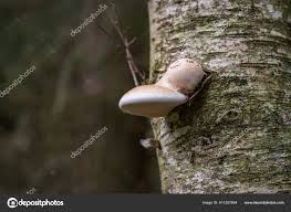 Attēlu rezultāti vaicājumam “Piptoporus betulinus”