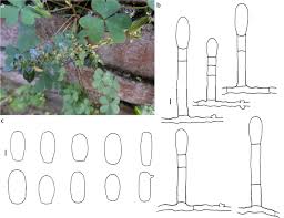 Attēlu rezultāti vaicājumam “Erysiphe galeopsidis”