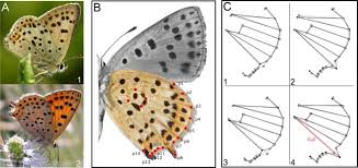 Attēlu rezultāti vaicājumam “Lycaena tityrus female”