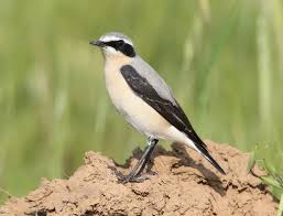 Attēlu rezultāti vaicājumam “Oenanthe oenanthe”