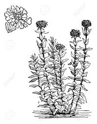 Image result for Lychnis chalcedonica `Dusky Salmon`