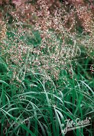 Attēlu rezultāti vaicājumam “Hierochloe odorata flower”