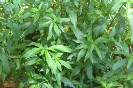 Attēlu rezultāti vaicājumam “Cribraria costata stalked”