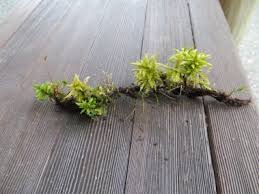 Attēlu rezultāti vaicājumam “Climacium dendroides sporophyte”