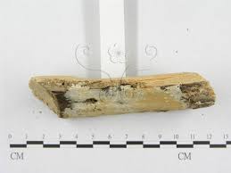 Attēlu rezultāti vaicājumam “Porotheleum fimbriatum”