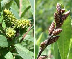 Attēlu rezultāti vaicājumam “Myrica gale bud”