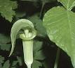 <b>Arisaema</b>