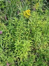 Attēlu rezultāti vaicājumam “Solidago virgaurea bud”