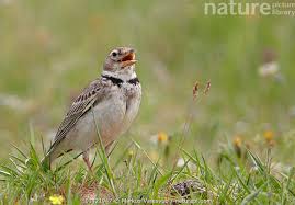 Image result for Melanocorypha calandra