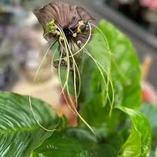 Image result for Tacca chantrieri