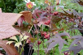 Attēlu rezultāti vaicājumam “Galium rivale leaf”