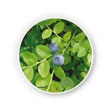 Attēlu rezultāti vaicājumam “Vaccinium myrtillus fruit”