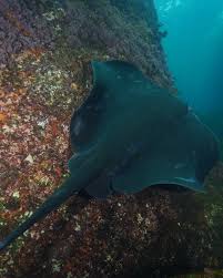 Image result for Bathytoshia brevicaudata