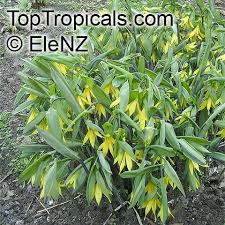 Attēlu rezultāti vaicājumam “Uvularia grandiflora”